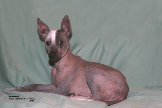 Harmeks Vita | Xoloitzcuintli 