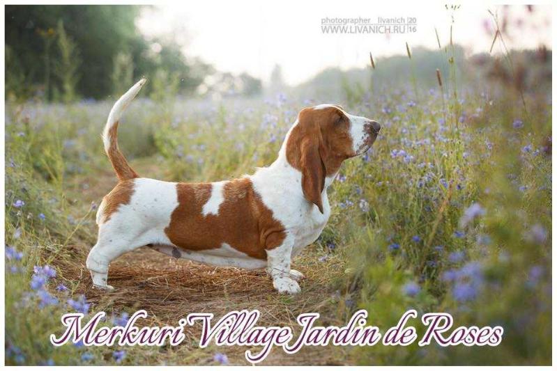 Merkuri Village Jardin De Roses | Basset Hound 