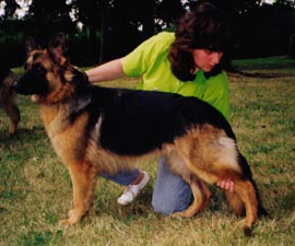 Brita Von Barnd Of SureFire | White Swiss Shepherd Dog 