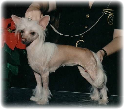 Moonswift Serena D'Kalon | Chinese Crested 