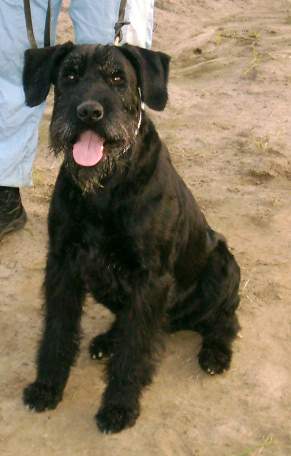 Bessy vom Haus Ternes | Giant Schnauzer 