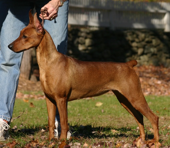 Clefell's KATITZI | German Pinscher 