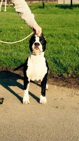Collin Best Of King's | American Staffordshire Terrier 