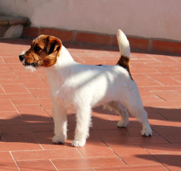 Jacks'R'us New Fairytale to Vybz | Jack Russell Terrier 