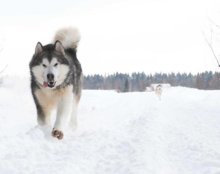 Gold Of Maja North Guiding Light | Alaskan Malamute 