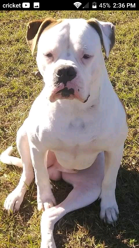 Samson Hendrik | American Bulldog 