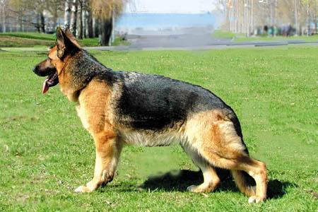 Unerschrocken Xevy | German Shepherd Dog 