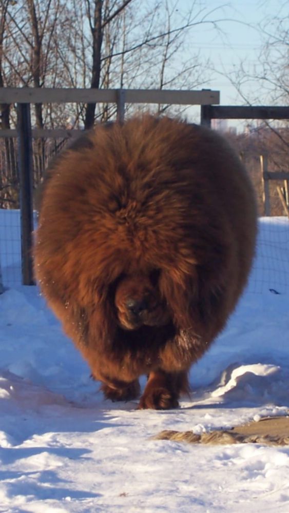 AYMAKO NIMFA | Tibetan Mastiff 