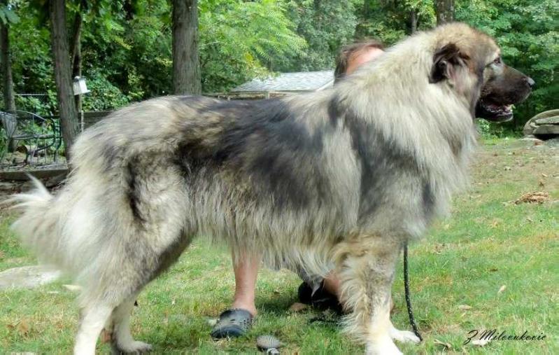 SHARA’S KREMEN | Yugoslavian Shepherd Dog-Sarplaninac 