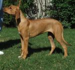 Bukavu-Bawu Basha | Rhodesian Ridgeback 