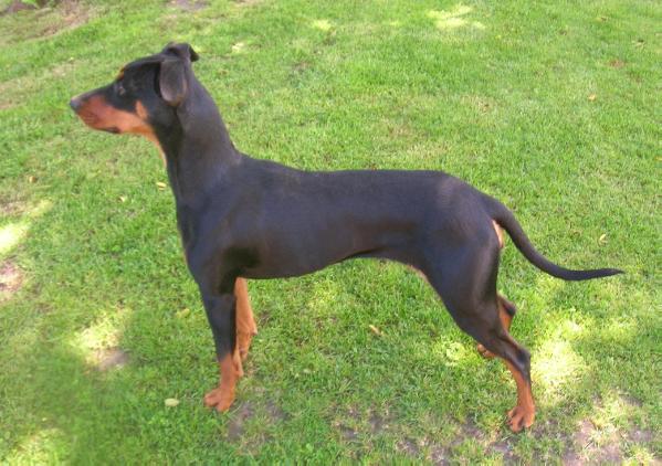 California's Afra Star of Elune | German Pinscher 