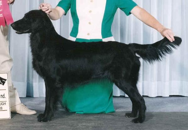 Butterblac's Back In Business | Flat-Coated Retriever 