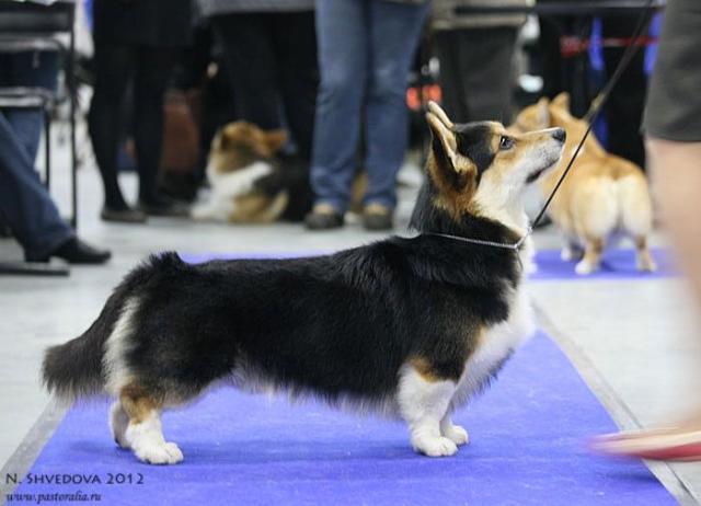 Mistycor Antracit Occulto Tesoro | Pembroke Welsh Corgi 