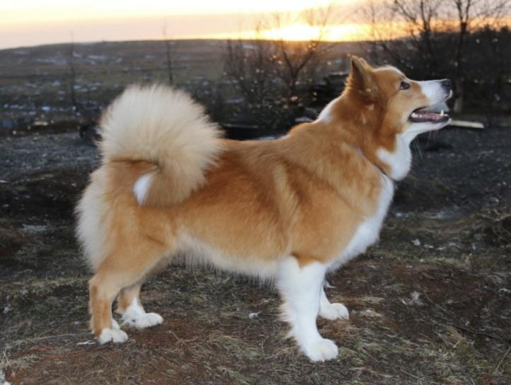 Laufeyjar Askja | Icelandic Sheepdog 