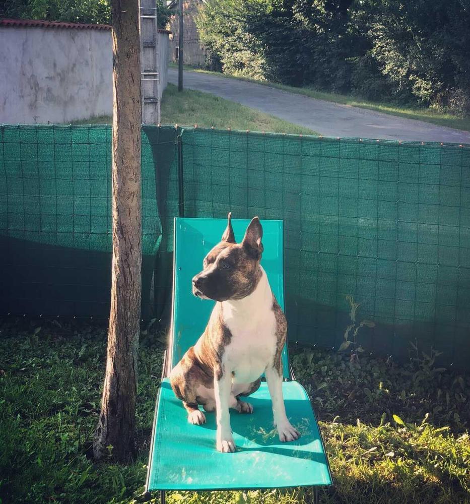 Pago de la terra de Diaz | American Staffordshire Terrier 