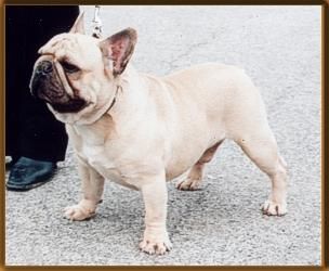 VITTORIO VON DER MONARCHIA | French Bulldog 