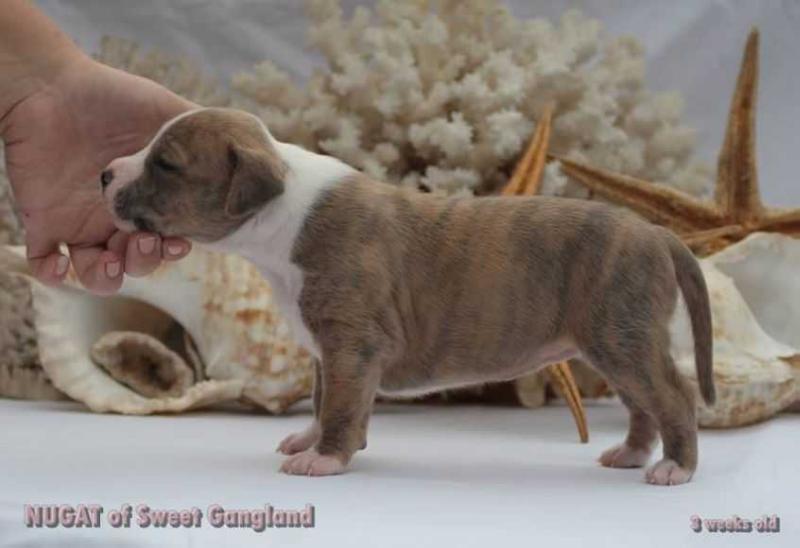 Nugat of Sweet Gangland | American Staffordshire Terrier 