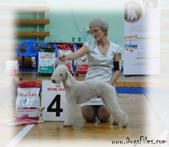 Diadema iz Laplandii Kanis | Bedlington Terrier 