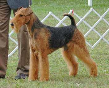 Reydaleterrydale Hidalgo | Airedale Terrier 