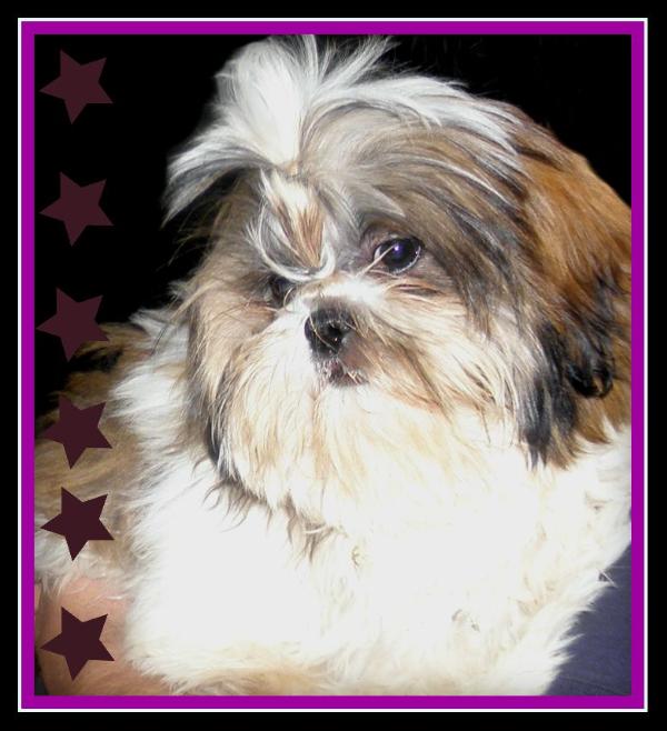 Home Grown Shih Tzu's Ruby Tuesday | Shih Tzu 