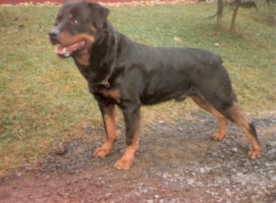 Brando von der Aar Mundung | Rottweiler 