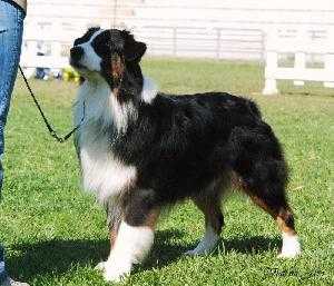 HollywoodIt | Australian Shepherd 