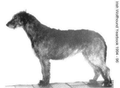 Ballyphelan Tiger Lilly | Irish Wolfhound 