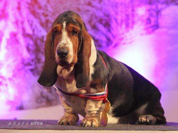 Nice Girl od Berounky | Basset Hound 