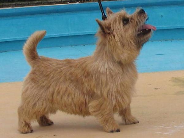 Abraxas Head Over Heels | Norwich Terrier 