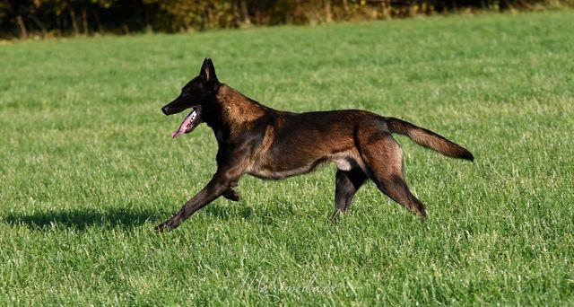 Ned Stark de la Roche de l’empereur | Belgian Malinois 