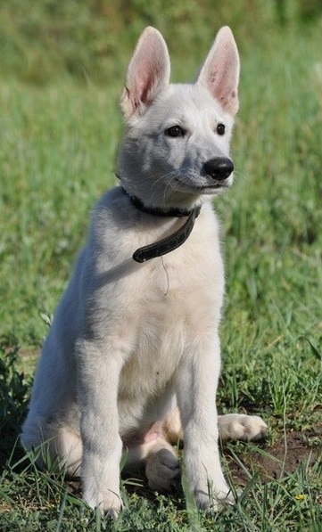 Formula Uspeha | White Swiss Shepherd Dog 