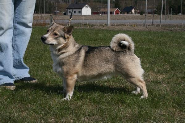 TULIKÄPÄLÄN KULOVALKEA | Swedish Vallhund 