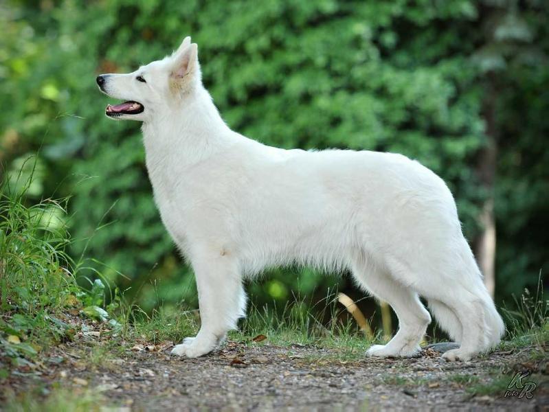 Kayra z Blatenských luk | White Swiss Shepherd Dog 