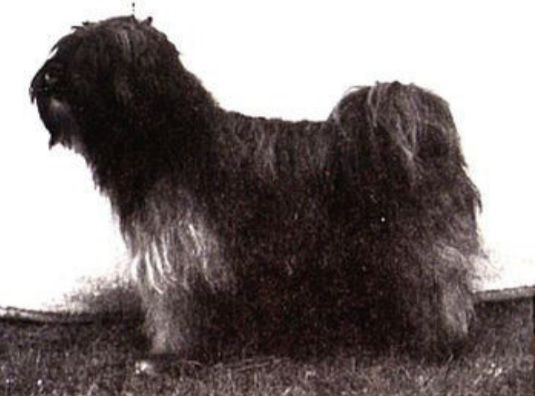 BHOTIYA CURTCHEN | Tibetan Terrier 