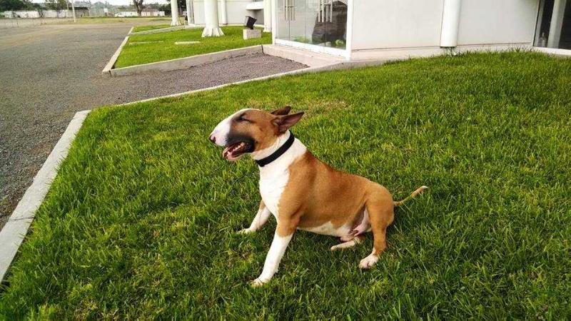 JB Bullterriers Batuke at Monares | Bull Terrier 