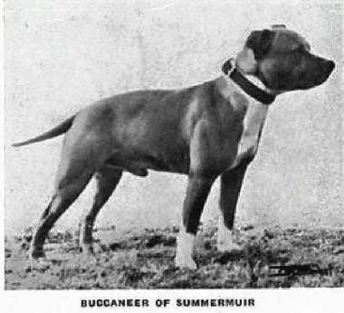 Buccaneer Of Summermuir | Staffordshire Bull Terrier 