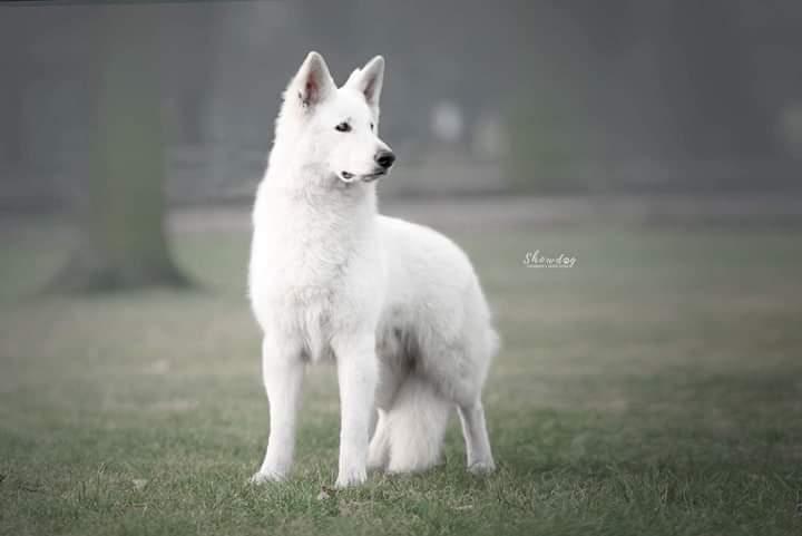 PHANTOM vom Niehuser See | White Swiss Shepherd Dog 