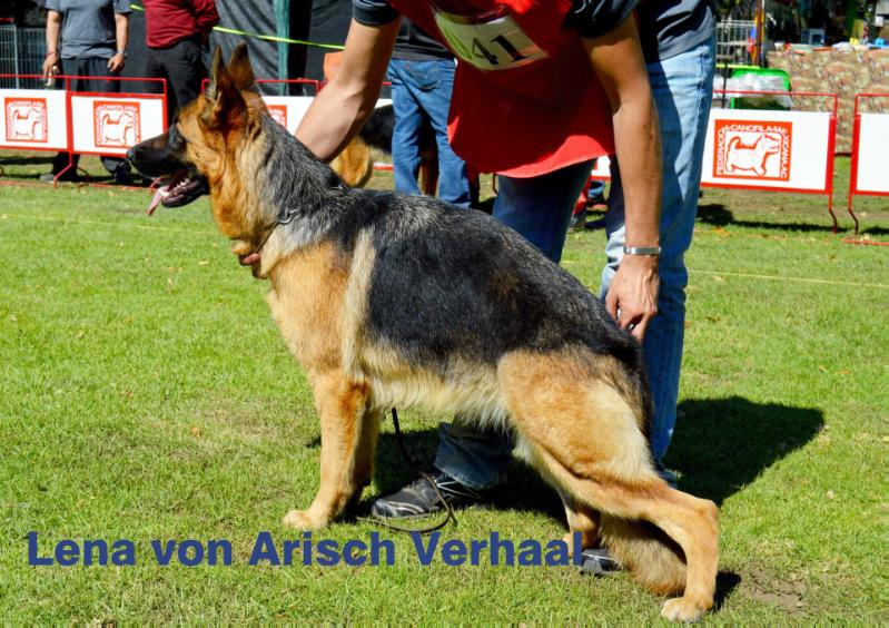 Lena von arisch verhaal | German Shepherd Dog 