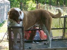 Snow Hill Tub | Border Collie 