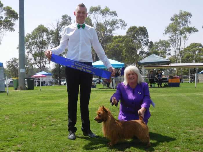Temora Remember Me | Australian Terrier 