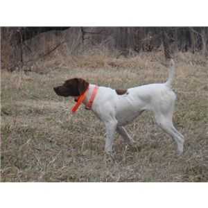 Black Forest Five oClock Miller Tyme | German Shorthaired Pointer 