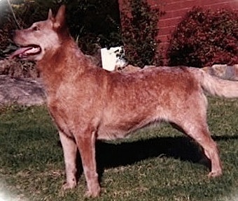 Clunybegg Red Bonita | Australian Cattle Dog 