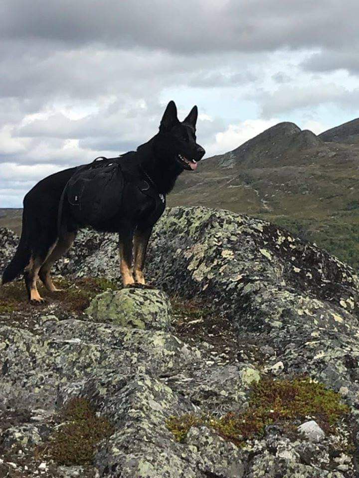 Krille's Ringo | German Shepherd Dog 