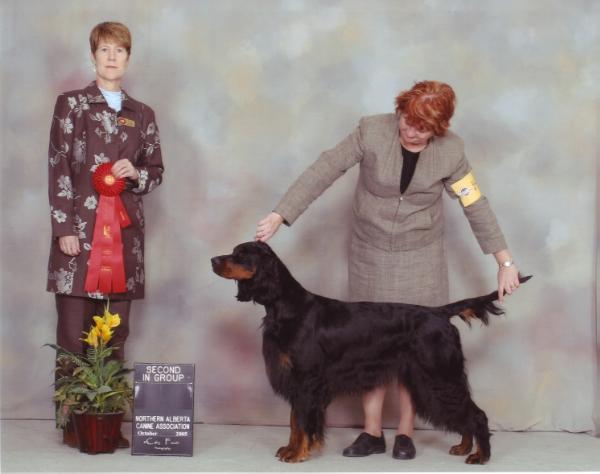 Hernwood Diamond Lil | Gordon Setter 