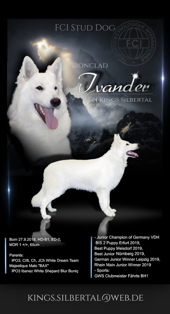 Ironclad Ivander von King's Silbertal | White Swiss Shepherd Dog 