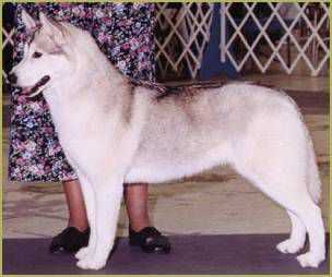 SIBEX'S SPIRIT OF AMERICA | Siberian Husky 