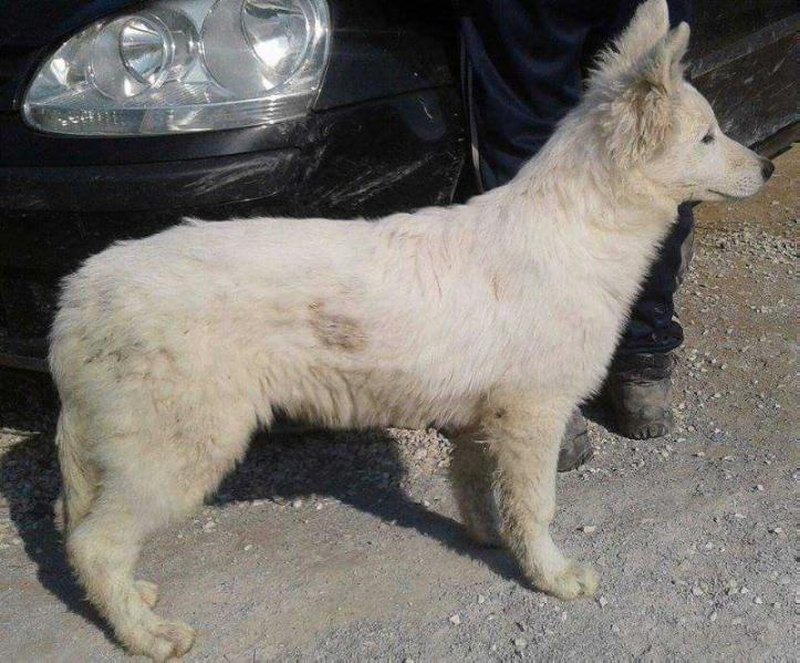 Diva de la Minoica | White Swiss Shepherd Dog 