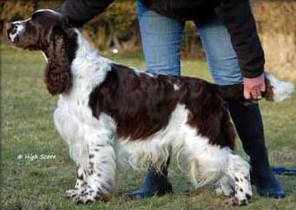 Mompesson Striker | English Springer Spaniel 