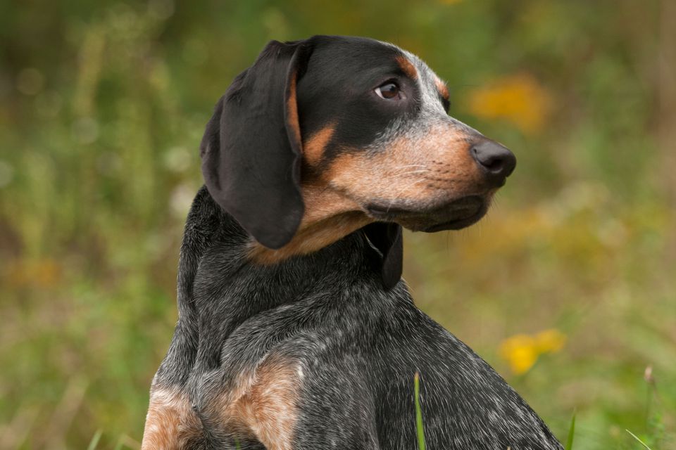 Bluetick Coonhound