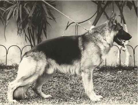 Lauser von der Urbecke | German Shepherd Dog 